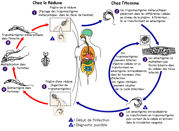 Cycle de vie de Trypanosima cruzi. Source: CDC